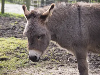 Lens Polder Petting zoo in Newport (Belgium)